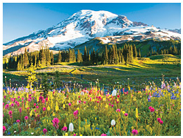 Mt Rainer National Park